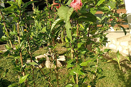 Instituto Mãos Q Salvam